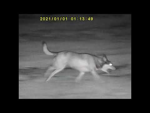 Monocular Bushnell de visión nocturna Equinox X650 5X32 MM 