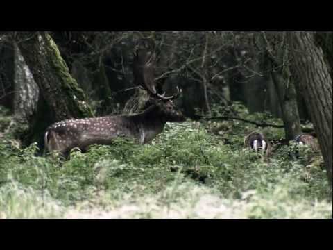 prismáticos Zeiss Victory HT 10X54 