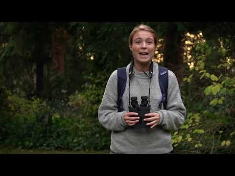 prismáticos Kite APC 16×42 estabilizados 