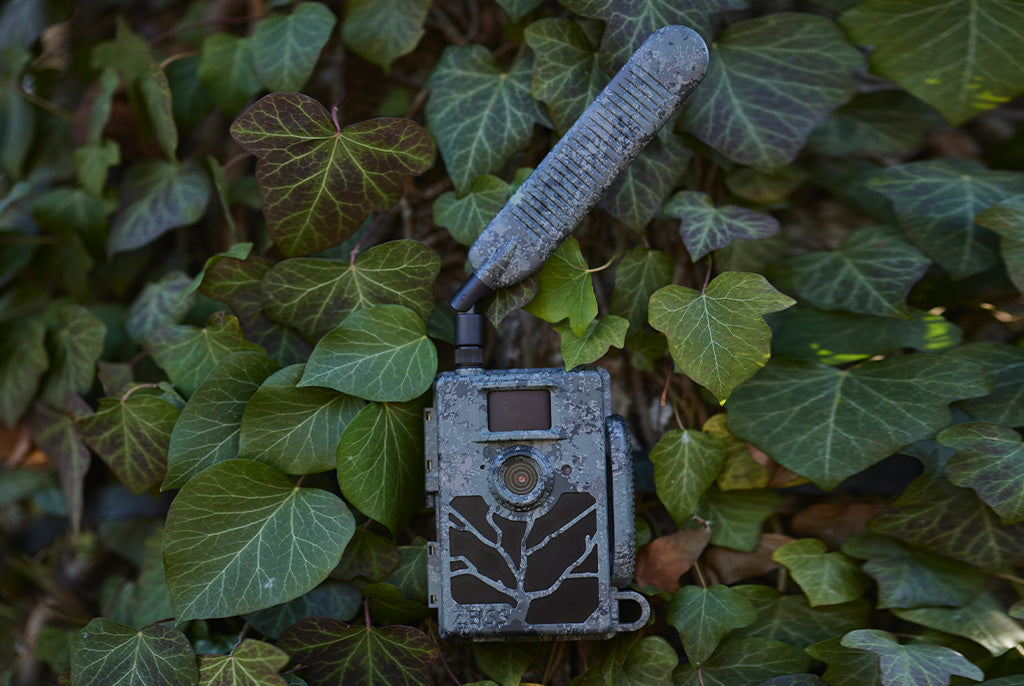 Cámara trampa fotográfica ZEISS Secacam 5 conectada 
